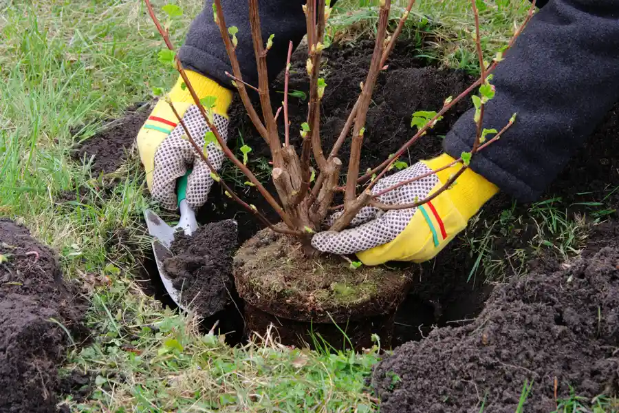 Tree Planting